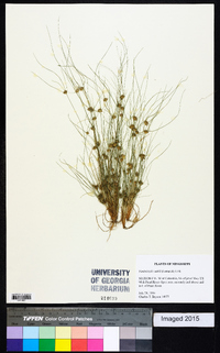 Fimbristylis vahlii image