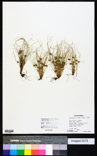 Fimbristylis vahlii image