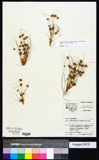 Fimbristylis vahlii image