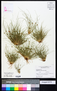 Fimbristylis vahlii image