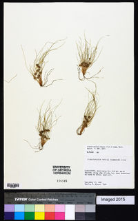 Fimbristylis vahlii image