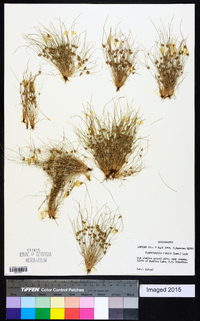 Fimbristylis vahlii image