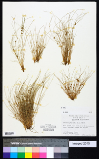 Fimbristylis vahlii image