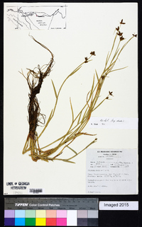 Fuirena stricta image