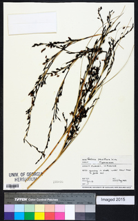 Gahnia pauciflora image