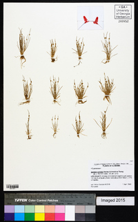 Isolepis carinata image