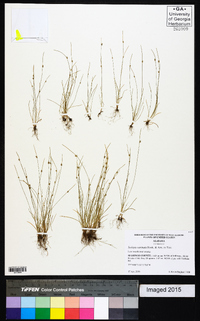 Isolepis carinata image