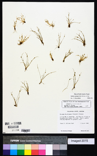 Isolepis carinata image