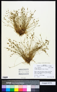 Isolepis carinata image