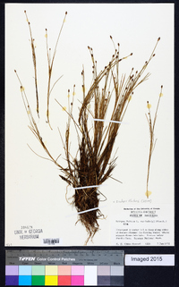 Isolepis fluitans image