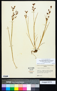 Juncus alpinoarticulatus image