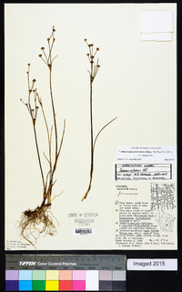 Juncus alpinoarticulatus image