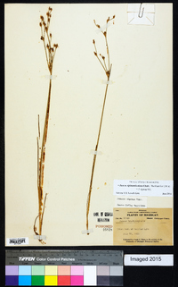 Juncus alpinoarticulatus image