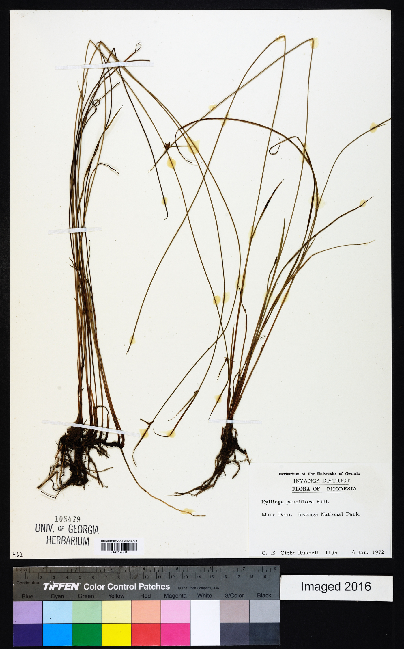 Cyperus ridleyi image