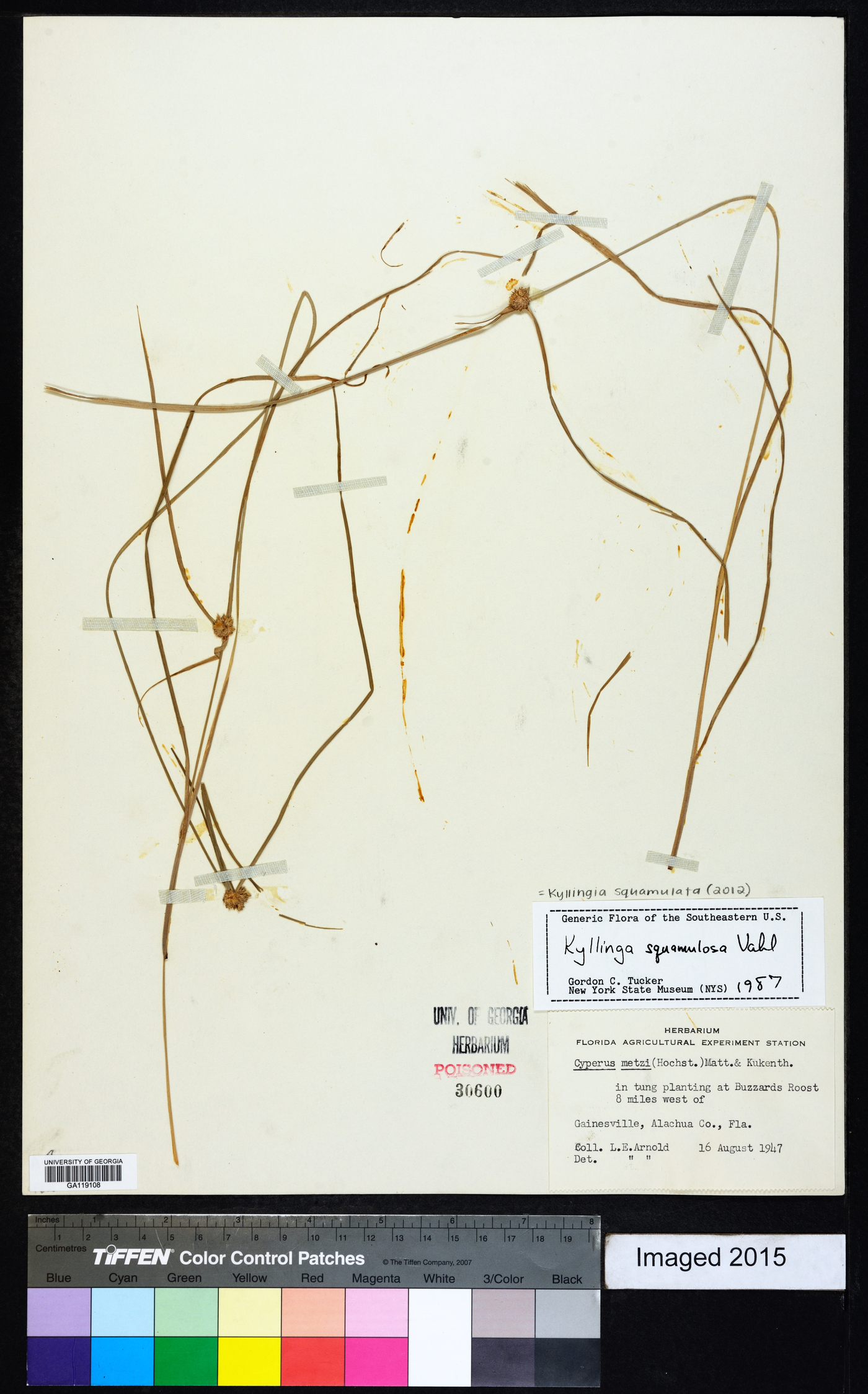 Kyllinga squamulata image