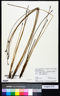 Lepidosperma australe image