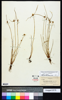 Cyperus neotropicalis image