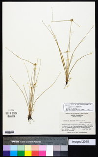 Cyperus neotropicalis image