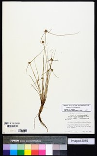 Cyperus neotropicalis image