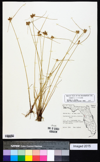 Cyperus neotropicalis image