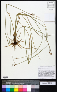 Cyperus neotropicalis image