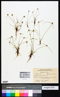 Cyperus neotropicalis image