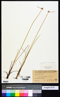 Cyperus neotropicalis image