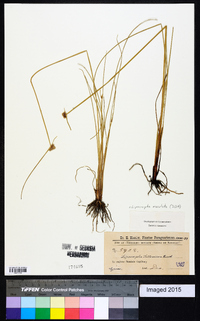 Cyperus neotropicalis image