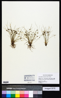 Cyperus neotropicalis image