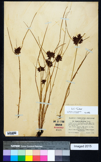 Cyperus diandrus image