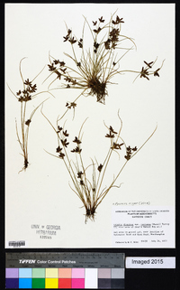 Cyperus niger image