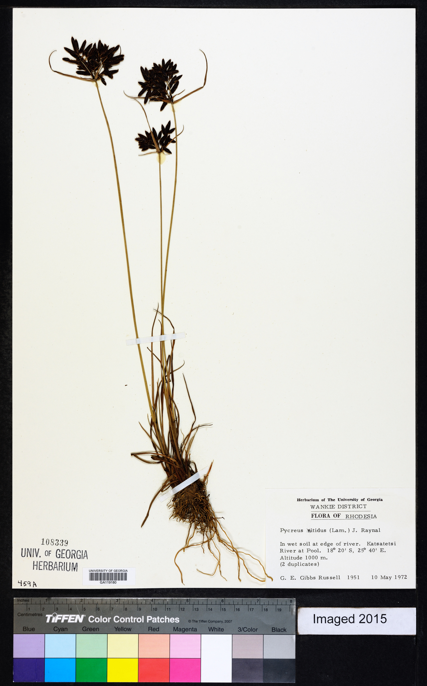 Cyperus nitidus image