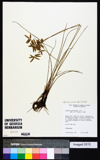 Cyperus unioloides image