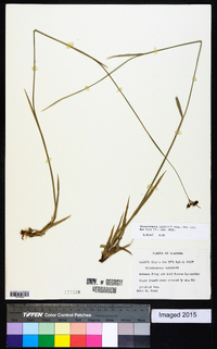 Rhynchospora baldwinii image