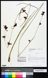 Rhynchospora caduca image