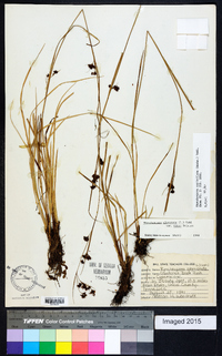 Rhynchospora glomerata image