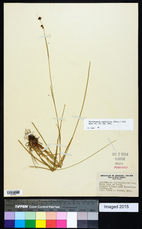 Rhynchospora capitellata image