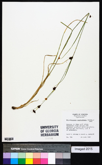 Rhynchospora capitellata image