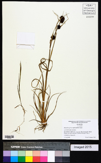 Rhynchospora cephalantha image