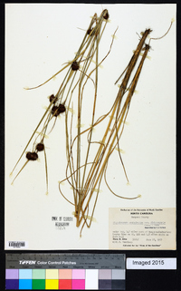 Rhynchospora cephalantha image