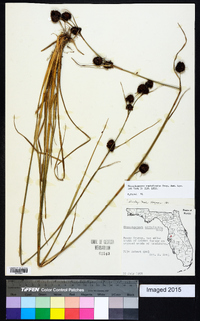 Rhynchospora cephalantha image