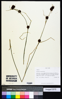 Rhynchospora cephalantha image