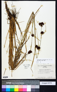 Rhynchospora cephalantha image