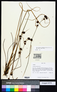 Rhynchospora cephalantha image