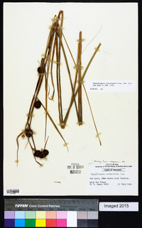 Rhynchospora cephalantha image