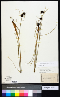 Rhynchospora cephalantha image