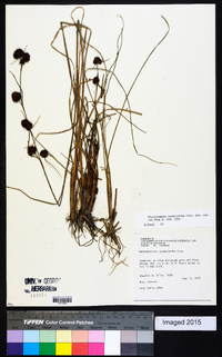 Rhynchospora cephalantha image