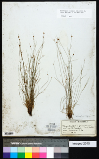 Rhynchospora chapmanii image