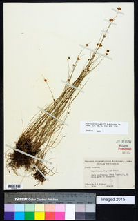 Rhynchospora chapmanii image