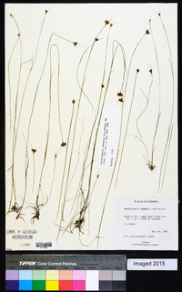 Rhynchospora chapmanii image